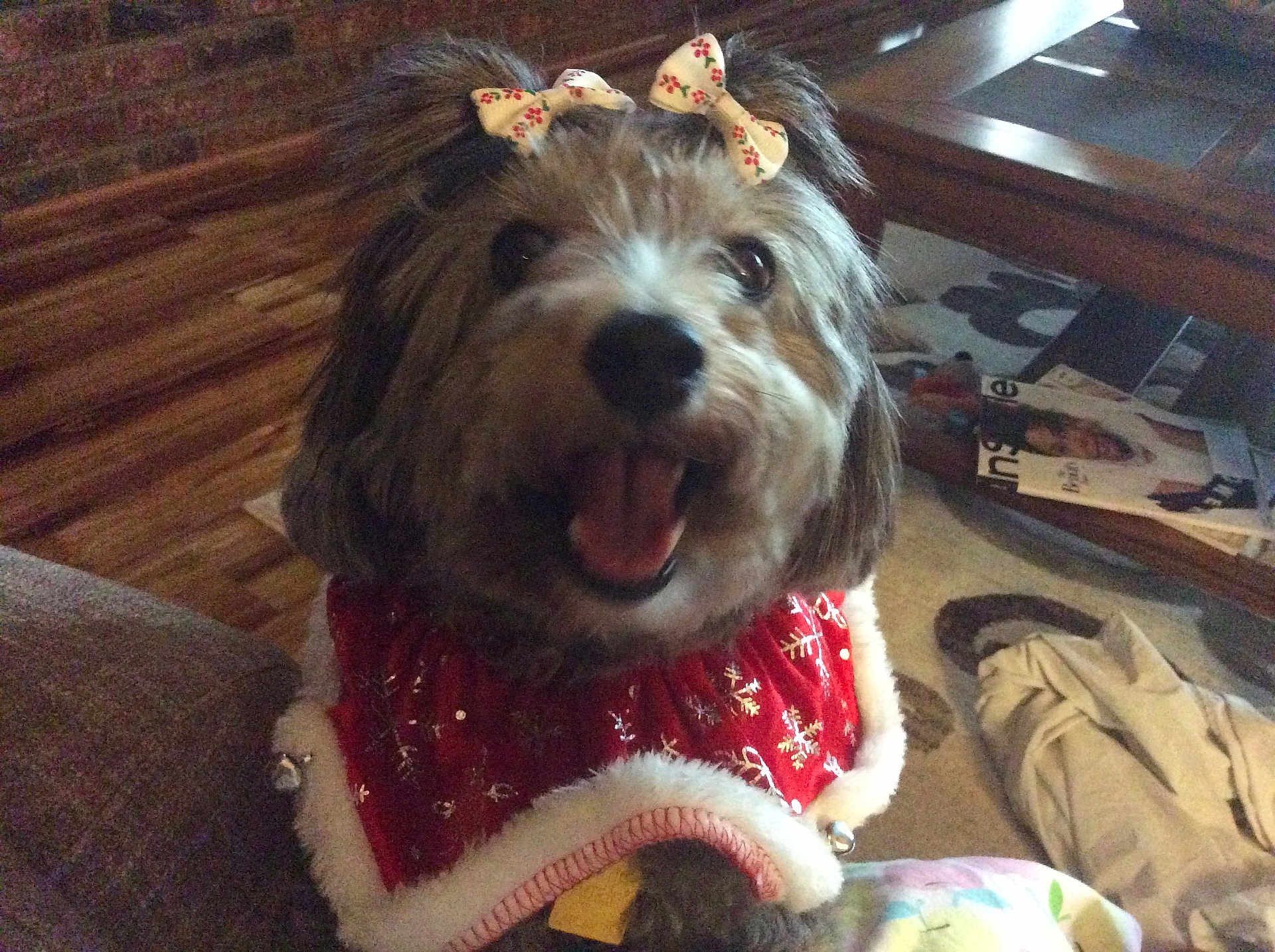 Ms Milli is registered to the contest to win money with this photo: accessory, bow, closeup, coffee_table, cute, dog, fur, hair_bow, holiday_outfit, indoors, living_room, magazine, pet, portrait, red_cape, rug, small_dog, smile, sofa, tongue