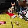 Gizmo is registered to the contest to win money with this photo: dog, small_dog, christmas_stocking, yellow_floor, pink_toy, food_bowl, chair, fan, blanket, box, spiderman, indoor, pet, flooring, collar, toy, household_items, seated, brown_and_white, ears