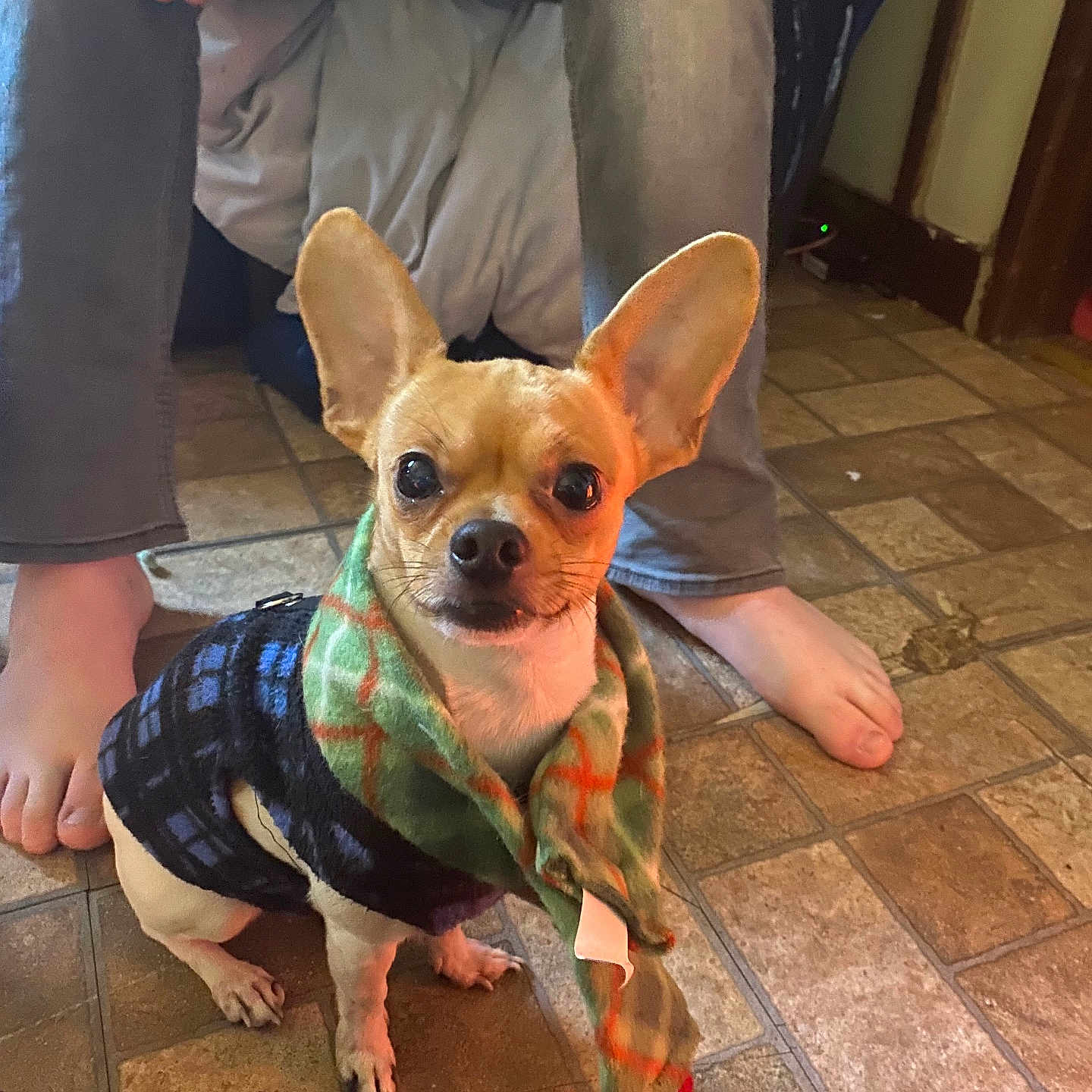 Gizmo is registered to the contest to win money with this photo: animal, bare_feet, brown_dog, canine, companion, cozy, cute, dog, flooring, home, indoor, legs, looking, person, pet, resting, scarf, small_dog, sweater, tile_floor
