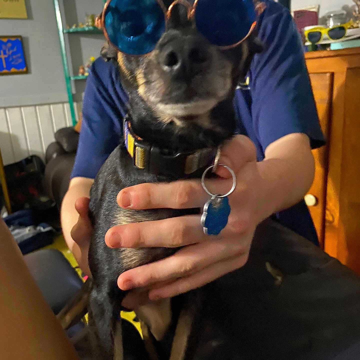 Bossman is registered to the contest to win money with this photo: background, black, blue, blurred, brown, cabinet, casual, collar, decor, dog, furniture, hand, holding, indoor, keychain, person, pet, portrait, shelf, sunglasses