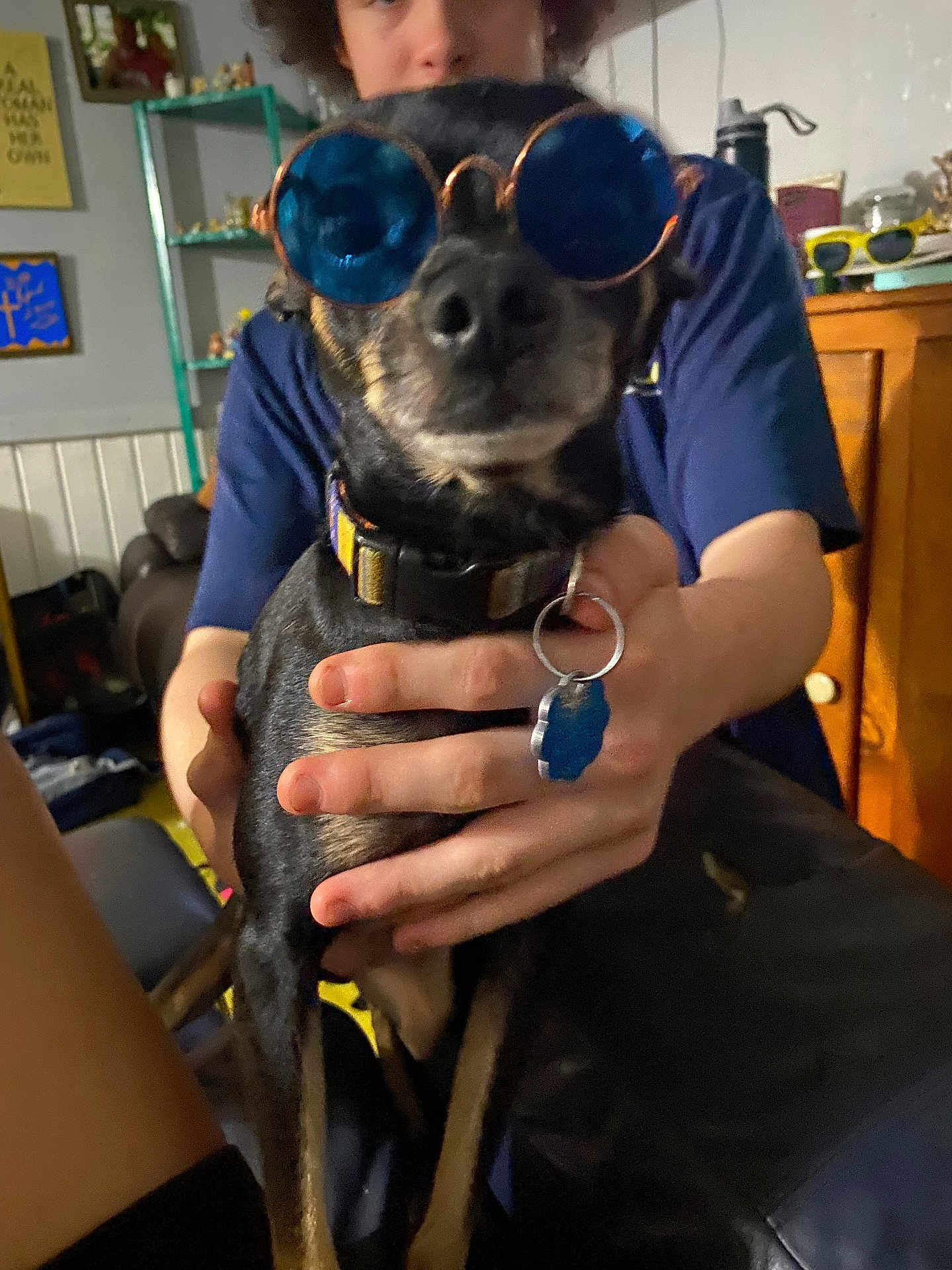 Bossman is registered to the contest to win money with this photo: dog, person, indoor, sunglasses, hand, collar, keychain, furniture, casual, blue, brown, black, pet, holding, blurred, background, shelf, cabinet, decor, portrait