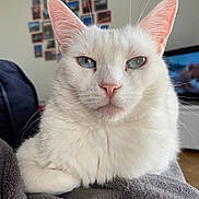 Neige participe au concours pour gagner de l'argent avec cette photo : cat, white_cat, blue_eyes, pet, animal, indoor, close_up, feline, fur, whiskers, ears, face, resting, blanket, cozy, home, living_room, portrait, soft_texture, relaxed