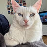 cat, white_cat, blue_eyes, pet, animal, indoor, close_up, feline, fur, whiskers, ears, face, resting, blanket, cozy, home, living_room, portrait, soft_texture, relaxed