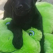 Porschia is registered to the contest to win money with this photo: puppy, dog, black_dog, plush_toy, green, frog, soft, cute, pet, animal, outdoor, wooden_deck, snuggling, young_dog, fur, playful, toy, adorable, companion, closeup