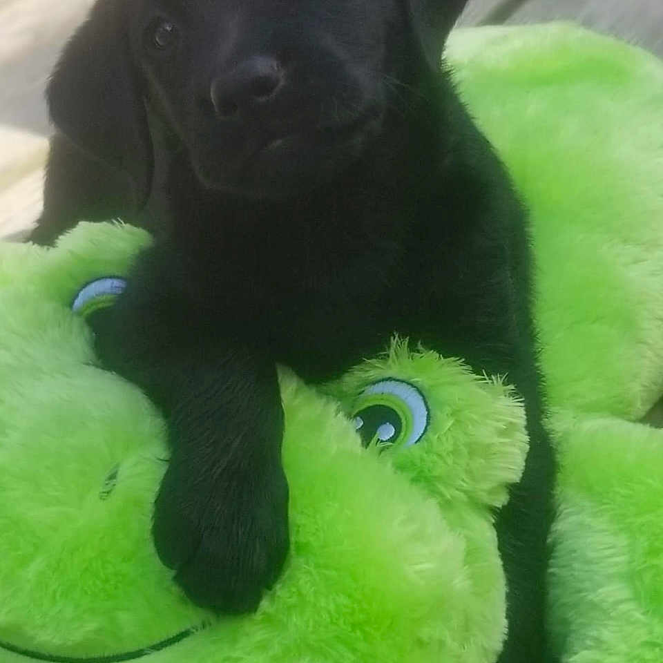 Porschia is registered to the contest to win money with this photo: adorable, animal, black_dog, closeup, companion, cute, dog, frog, fur, green, outdoor, pet, playful, plush_toy, puppy, snuggling, soft, toy, wooden_deck, young_dog