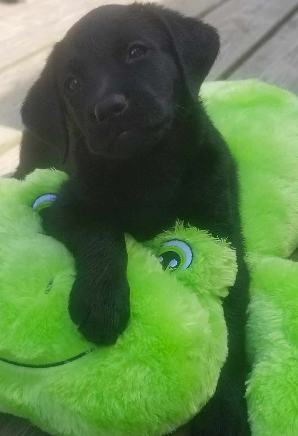 Porschia is registered to the contest to win money with this photo: puppy, dog, black_dog, plush_toy, green, frog, soft, cute, pet, animal, outdoor, wooden_deck, snuggling, young_dog, fur, playful, toy, adorable, companion, closeup