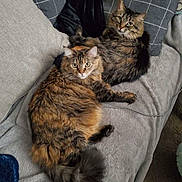 Luna And Bella is registered to the contest to win money with this photo: cat, cats, feline, pet, pets, fluffy, fur, couch, sofa, pillow, blanket, indoor, relaxed, resting, looking, eyes, tail, cozy, home, animal
