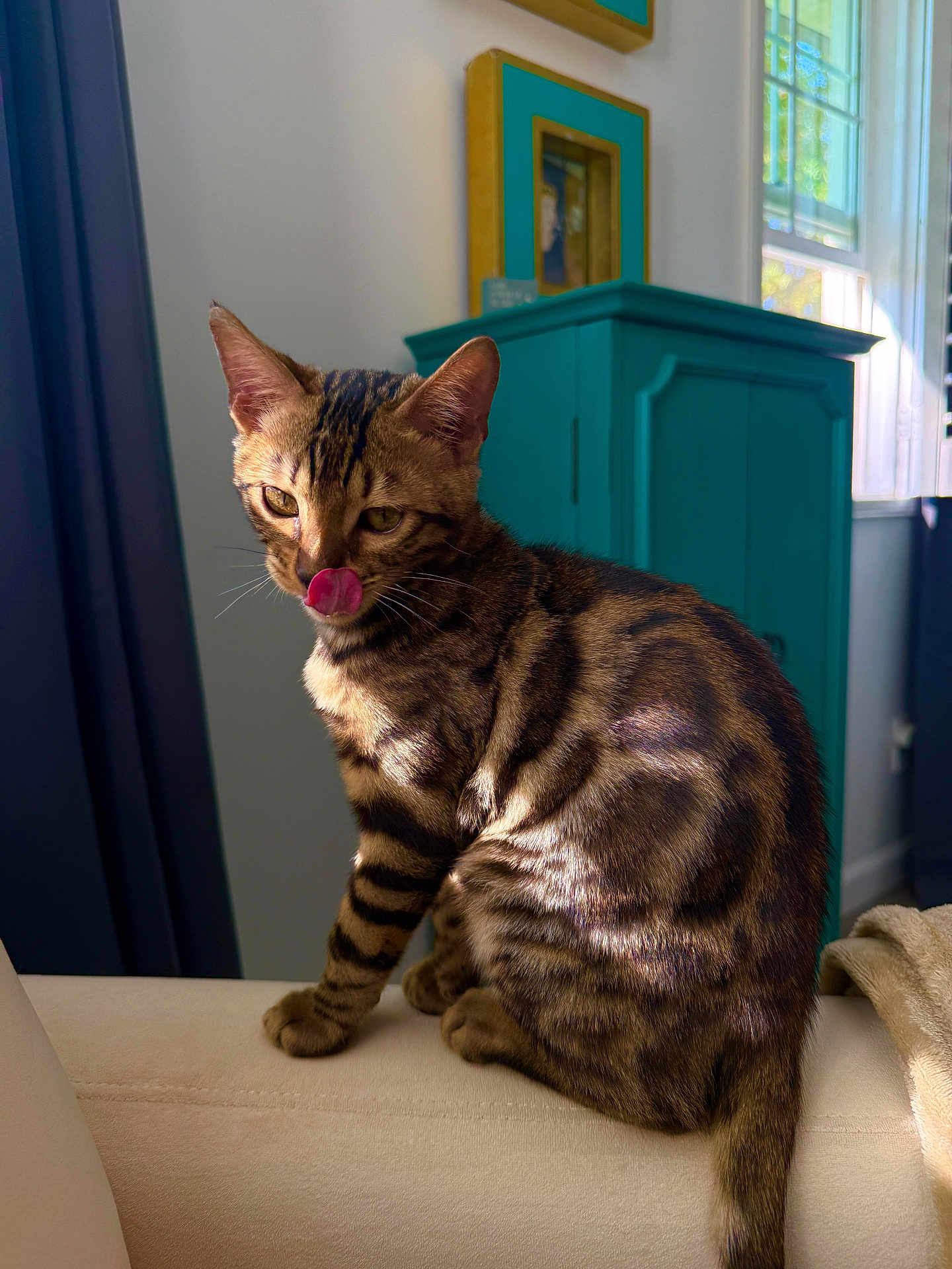 Loki joined the competition — help win amazing prizes! cat, tabby, indoor, sofa, furniture, tongue_out, pet, striped, window, sunlight, cabinet, cozy, domestic, animal, whiskers, ears, tail, curious, home, relaxed