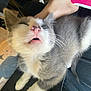 Luna is registered to the contest to win money with this photo: kitten, cat, pet, sleepy, gray_and_white, fur, whiskers, paw, person, hand, tattoo, controller, gaming, lap, indoor, close_up, relaxed, cute, animal, domestic