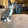 Luna is registered to the contest to win money with this photo: kitten, cat, grey_and_white, sitting, couch, indoor, living_room, kitchen, furniture, chair, floor, apartment, home, curious, pet, animal, soft_texture, bright, cozy, young