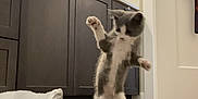 Luna is registered to the contest to win money with this photo: kitten, cat, playful, bathroom, wood_floor, human_hand, cabinet, pet_bed, towel, door, indoor, curious, gray_cat, white_cat, paw, standing, interaction, floor, domestic, cozy