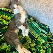 Luna is registered to the contest to win money with this photo: kitten, cat, sleeping, couch, blanket, crochet, gray, white, pet, cozy, relaxed, indoor, feline, paws, fur, nap, cute, resting, soft, comfort