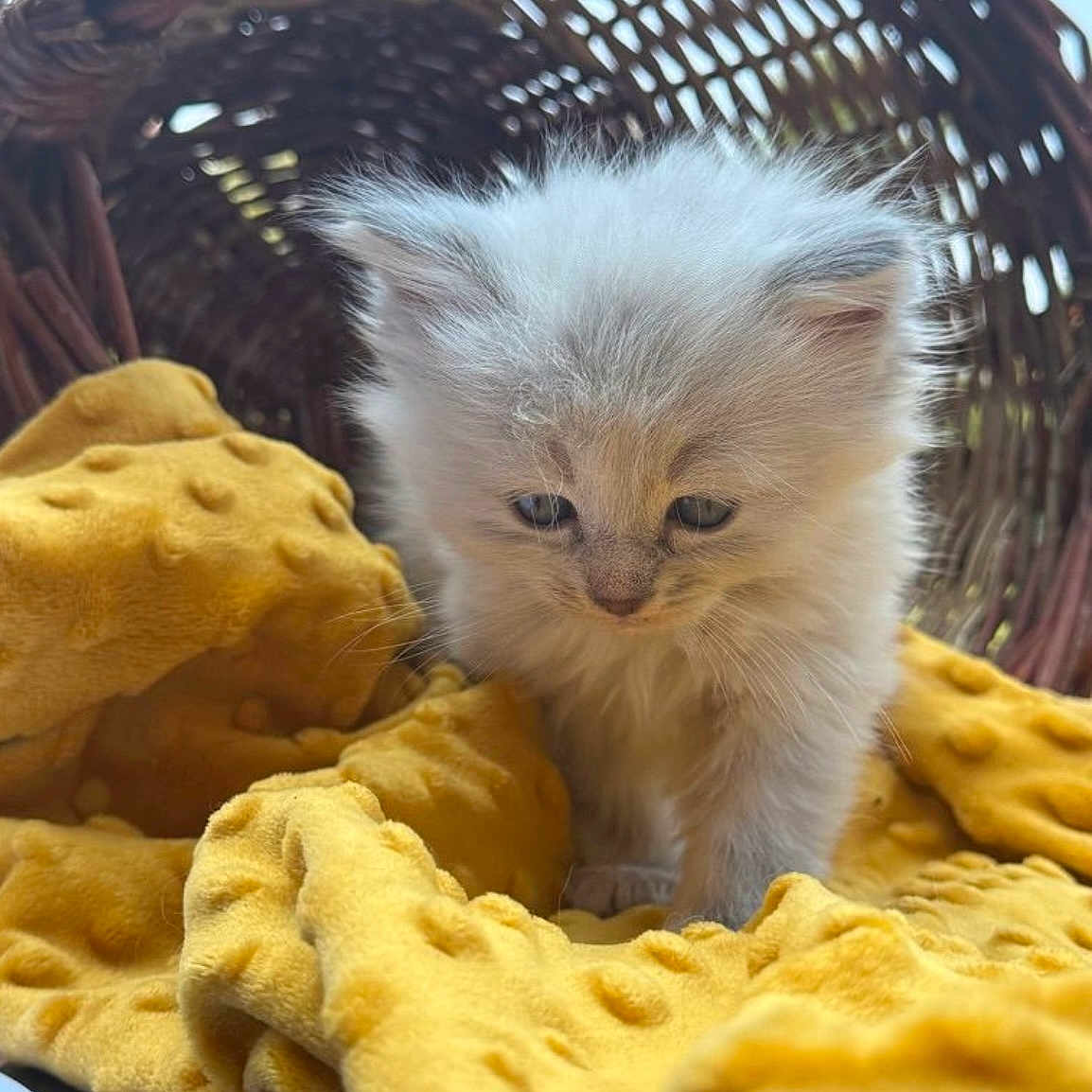 Mia participe au concours pour gagner de l'argent avec cette photo : animal, basket, cat, closeup, cozy, curious, cute, exploring, fluffy, fur, indoor, kitten, paws, pet, small, soft, texture, white, yellow_blanket, young