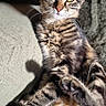 cat, kitten, tabby, pet, animal, feline, fur, whiskers, paws, relaxed, sunlight, indoor, texture, closeup, portrait, cute, curious, lying_down, soft_light, young