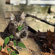 Athena a rejoint le concours — aidez-le/la à gagner de superbes lots ! kitten, cat, animal, outdoor, nature, leaves, tree, autumn, playful, sunlight, furry, young, paw, branch, closeup, cute, small, green, brown, wood