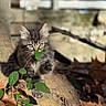 kitten, cat, animal, outdoor, nature, leaves, tree, autumn, playful, sunlight, furry, young, paw, branch, closeup, cute, small, green, brown, wood