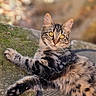 cat, tabby, animal, pet, outdoor, nature, moss, rock, fur, whiskers, eyes, relaxed, sunlight, blurred_background, curious, paw, striped, golden_eyes, resting, mammal