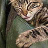 cat, tabby, sleeping, tongue_out, paw, green_leather, couch, cozy, indoor, pet, feline, relaxed, closeup, fur, whiskers, ears, resting, cute, animal, domestic