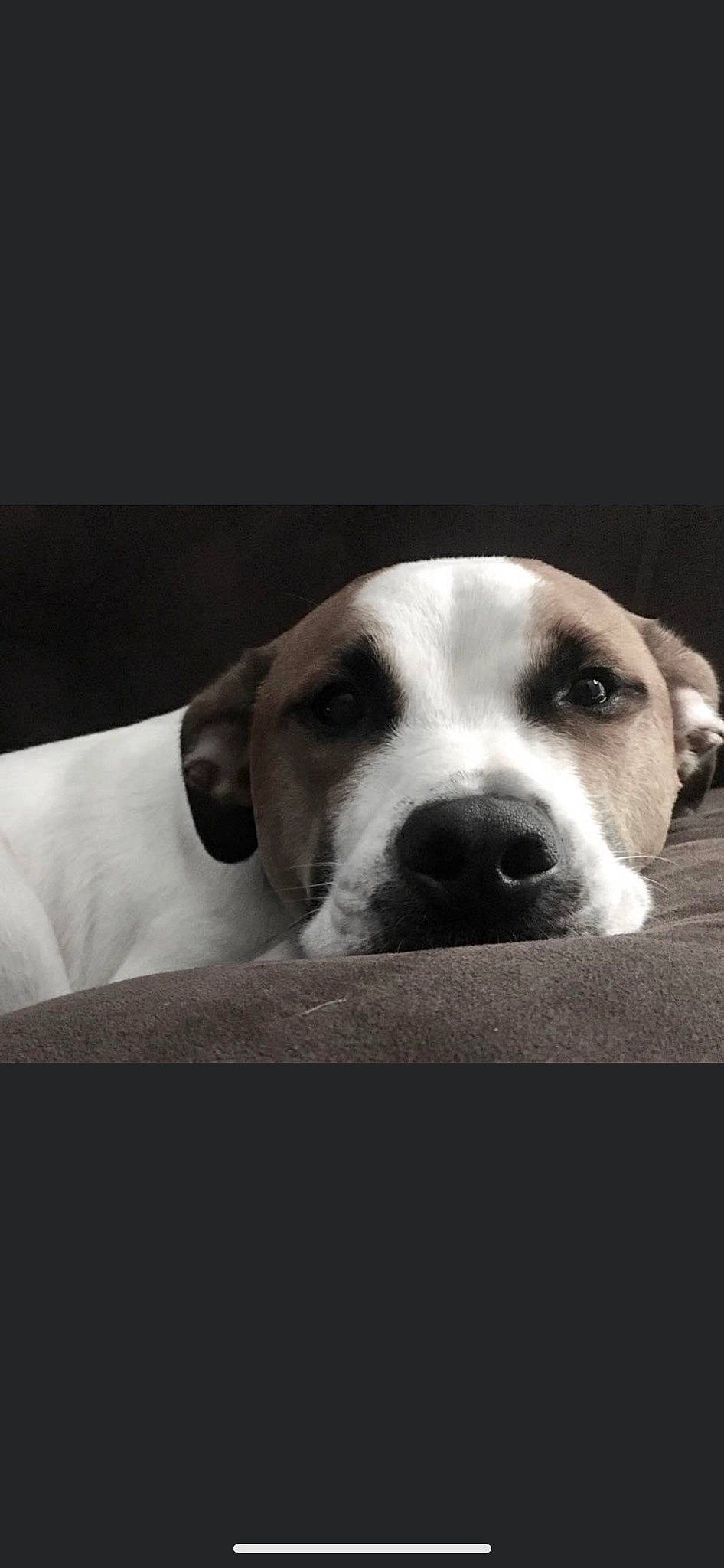 Bolt is registered to the contest to win money with this photo: bored, canidae, carnivore, comfort, companion_dog, darkness, dog, dog_breed, monochrome, monochrome_photography, non_sporting_group, snout, sporting_group, terrestrial_animal, whiskers, working_animal