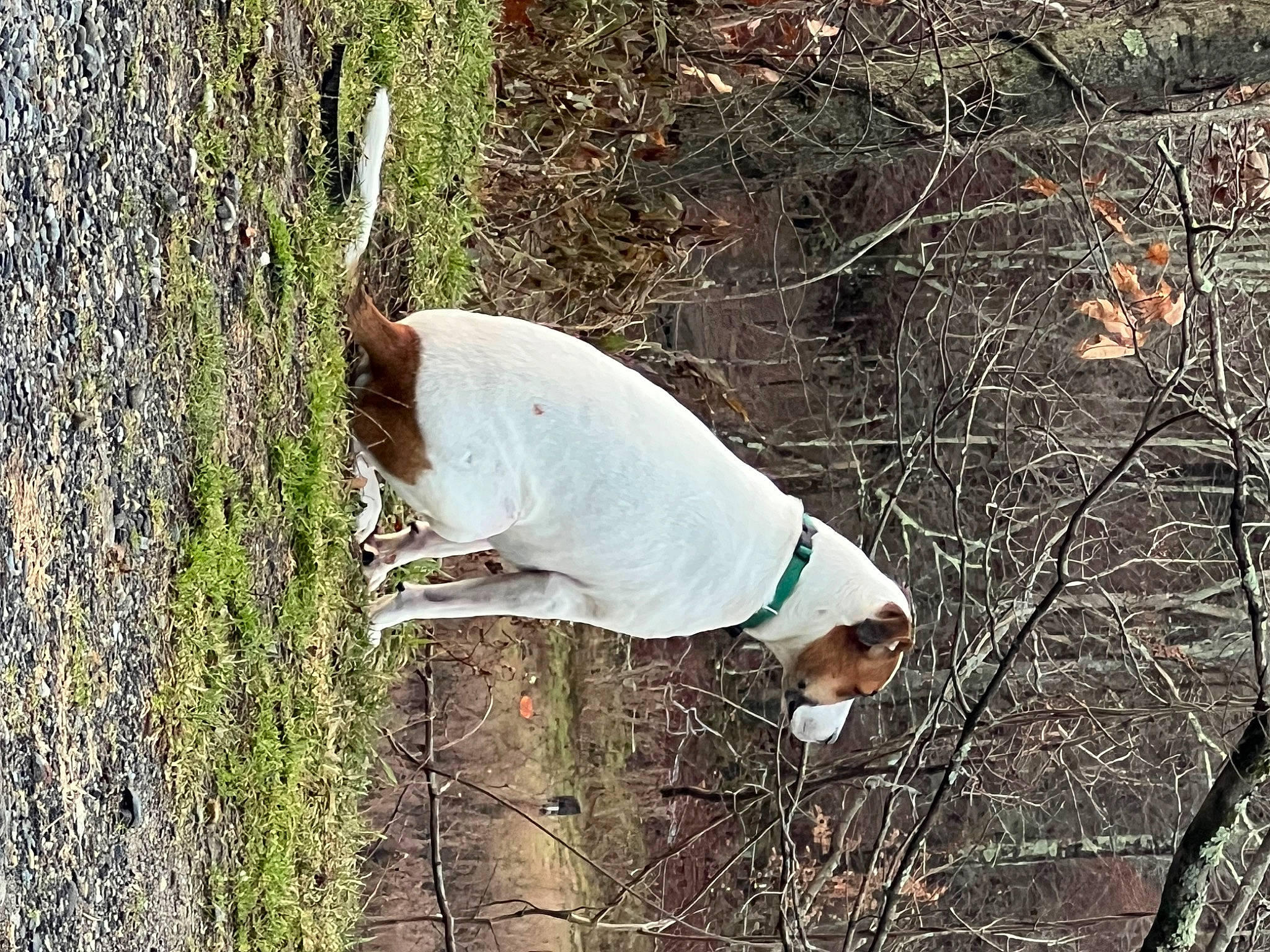 Bolt joined the competition — help win amazing prizes! adaptation, agriculture, branch, elbow, forest, fur, grass, natural_landscape, people_in_nature, plant, plant_stem, soil, sporting_group, sunglasses, tree, trunk, twig, wildlife, wood, woodland