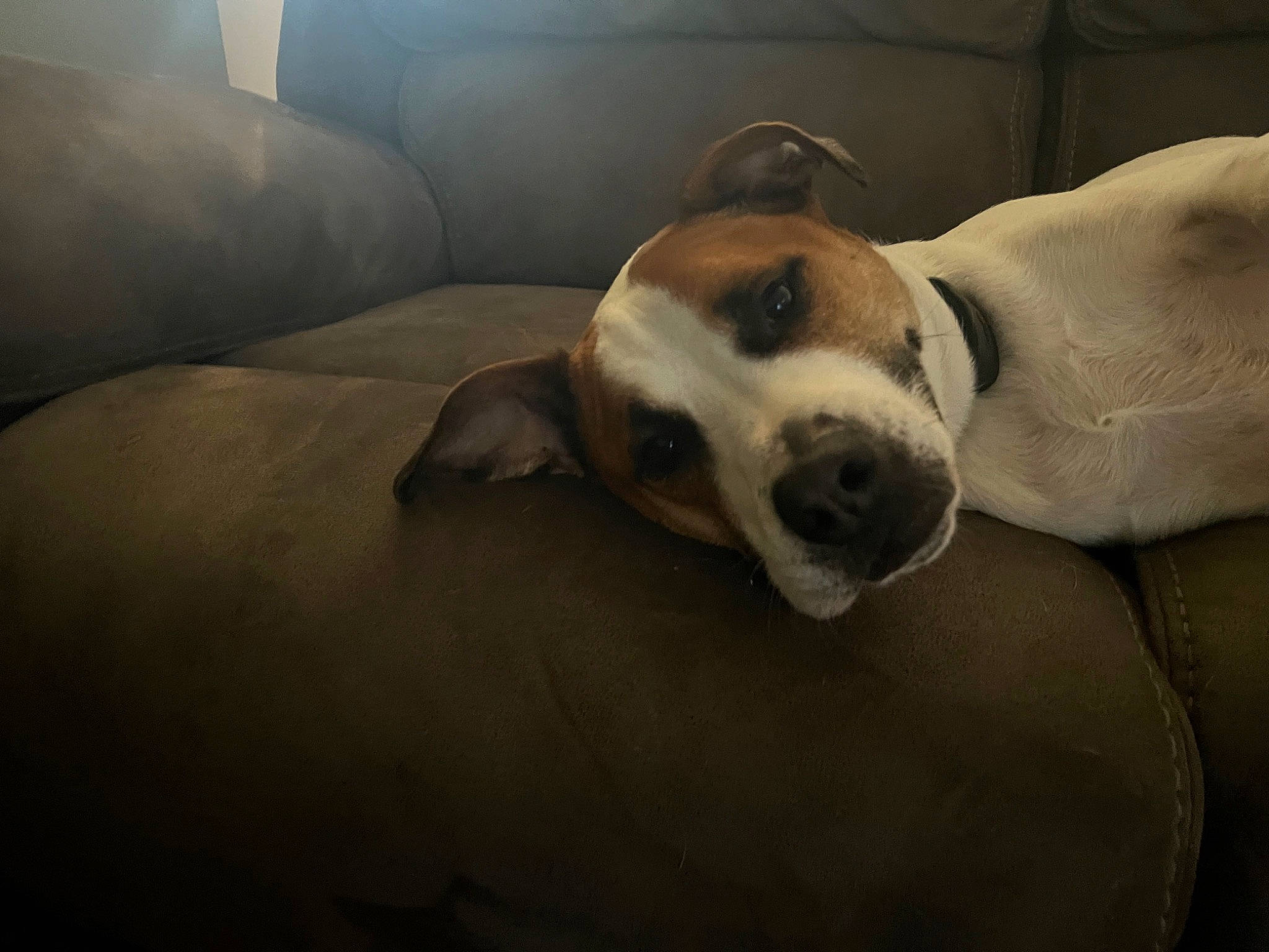 Bolt is registered to the contest to win money with this photo: carnivore, collar, comfort, companion_dog, couch, dog, dog_breed, fawn, fur, hound, linens, nap, non_sporting_group, paw, scent_hound, sleep, snout, sporting_group, whiskers, working_animal