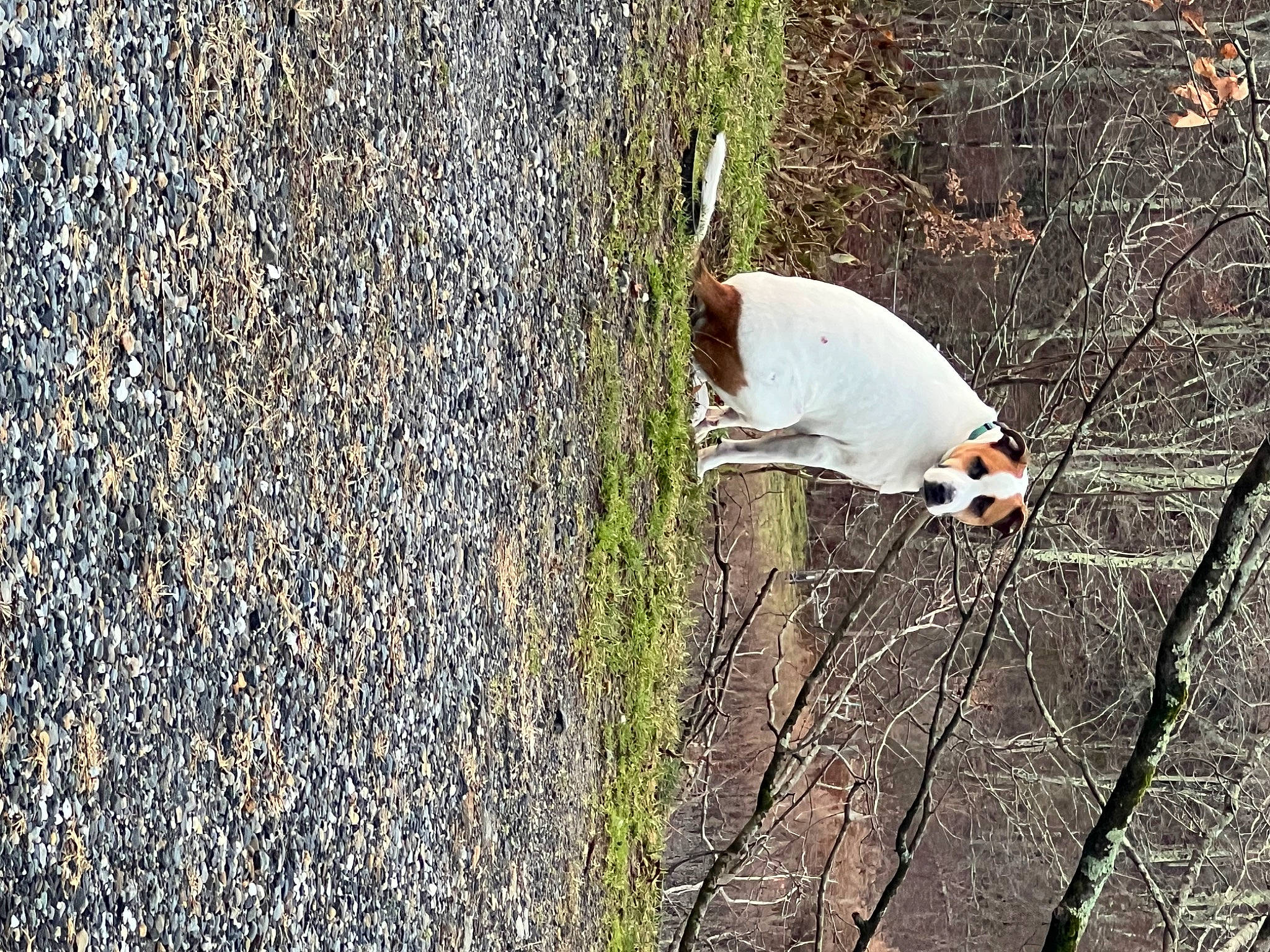 Bolt is registered to the contest to win money with this photo: asphalt, beak, concrete, forest, grass, insect, landscape, leaf, moths_and_butterflies, natural_landscape, plant, plant_stem, road_surface, shadow, soil, tree, trunk, twig, water_bird, wood