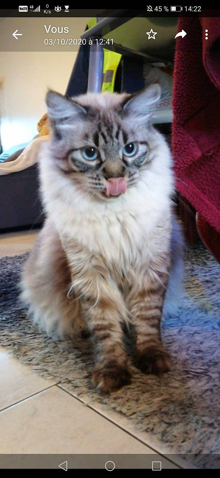 Petit Chat a rejoint le concours — aidez-le/la à gagner de superbes lots ! carnivore, cat, claw, domestic_short_haired_cat, felidae, flooring, fur, maine_coon, norwegian_forest_cat, paw, road_surface, sitting, small_to_medium_sized_cats, snout, tail, terrestrial_animal, whiskers