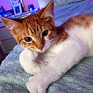Simba is registered to the contest to win money with this photo: cat, orange_cat, white_cat, pet, animal, feline, resting, paw, blanket, bed, indoor, cozy, cute, looking_at_camera, closeup, fur, whiskers, ears, relaxed, home