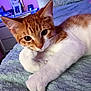 cat, orange_cat, white_cat, pet, animal, feline, resting, paw, blanket, bed, indoor, cozy, cute, looking_at_camera, closeup, fur, whiskers, ears, relaxed, home