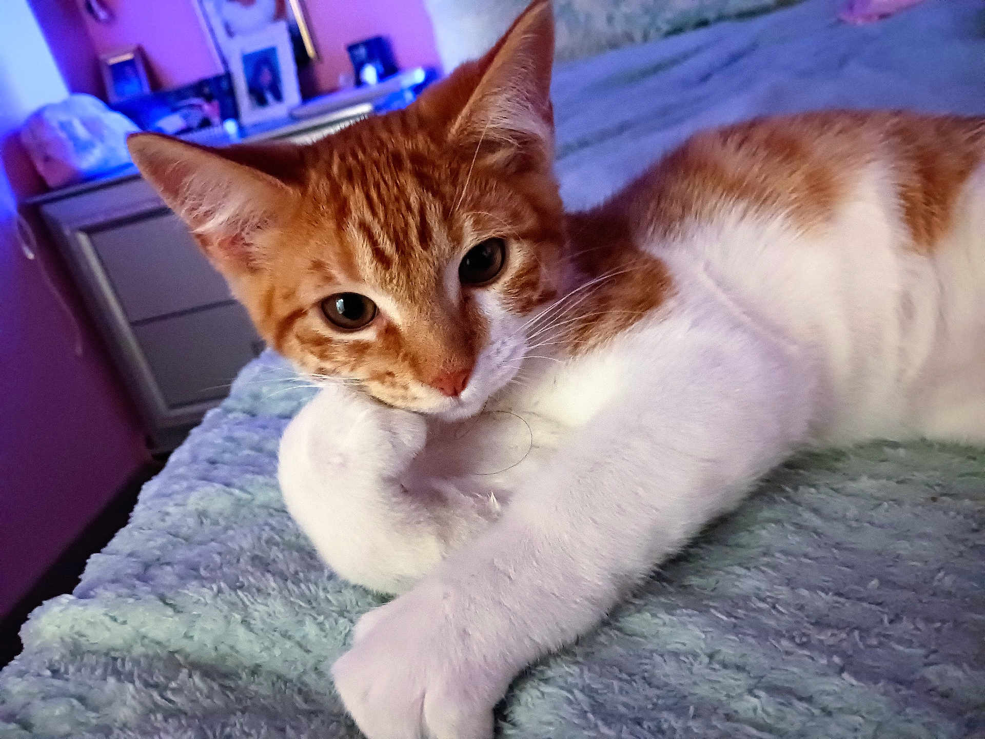 Simba is registered to the contest to win money with this photo: cat, orange_cat, white_cat, pet, animal, feline, resting, paw, blanket, bed, indoor, cozy, cute, looking_at_camera, closeup, fur, whiskers, ears, relaxed, home
