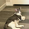 animal, cat, door, ears, eyes, feline, home, indoor, lounging, lying_down, paws, pet, portrait, relaxed, striped_fur, tabby_cat, tail, whiskers, white_cat, wood_floor