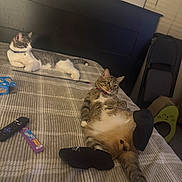 Pumbaa joined the competition — help win amazing prizes! bed, bedroom, blanket, cat, cats, collar, cozy, feline, gray_cat, indoors, lounging, lying_down, pet, relaxed, remote_control, slipper, snack_packaging, socks, tabby, white_cat