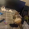 bed, bedroom, blanket, cat, cats, collar, cozy, feline, gray_cat, indoors, lounging, lying_down, pet, relaxed, remote_control, slipper, snack_packaging, socks, tabby, white_cat