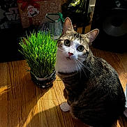 Moon a rejoint le concours — aidez-le/la à gagner de superbes lots ! cat, tabby_cat, grass, indoor, wooden_floor, pet, curious, green_plant, household_items, speaker, shadow, natural_light, flooring, fur, whiskers, sitting, domestic_cat, close_up, cute, animal