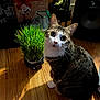 cat, tabby_cat, grass, indoor, wooden_floor, pet, curious, green_plant, household_items, speaker, shadow, natural_light, flooring, fur, whiskers, sitting, domestic_cat, close_up, cute, animal