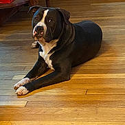Zoe is registered to the contest to win money with this photo: dog, black_and_white, lying_down, wooden_floor, indoor, pet, canine, household, furniture, curious, calm, domestic_animal, paw, flooring, relaxing, companion, mammal, animal, home, resting