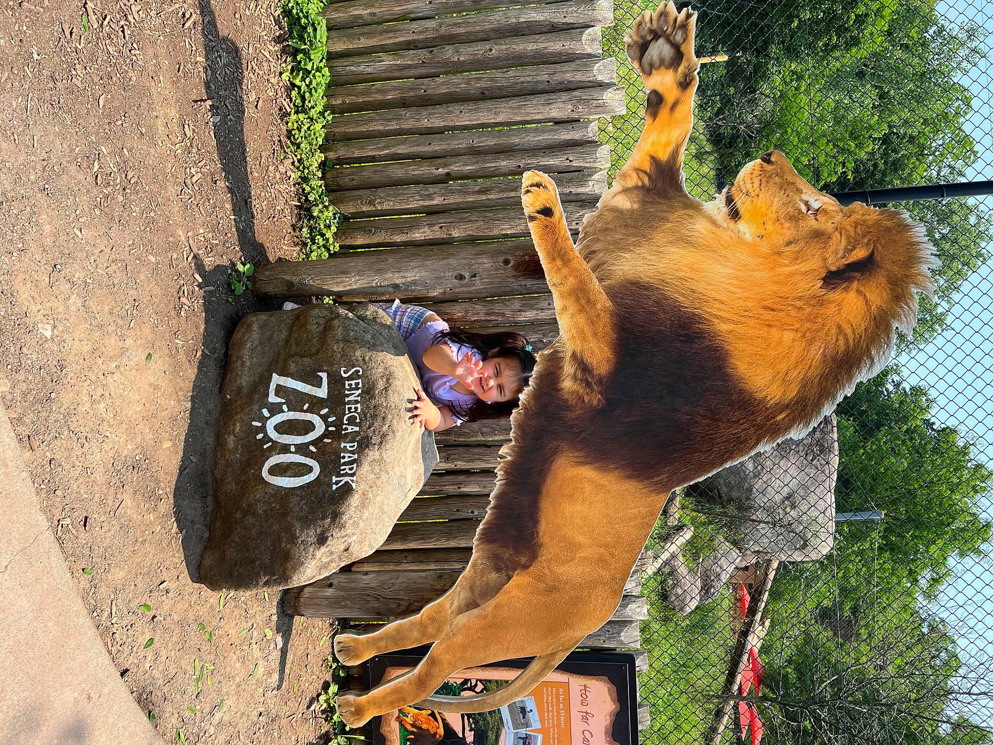 Addie joined the competition — help win amazing prizes! canidae, carnivore, collar, concrete, dog, dog_breed, fawn, guard_dog, joy, leash, liver, person, pet_supply, plant, sporting_group, tail, tree, trunk, working_animal