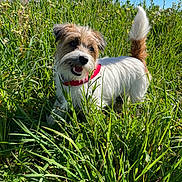 Azia participe au concours pour gagner de l'argent avec cette photo : animal, blue_sky, canine, collar, daylight, dog, ears, fur, grass, greenery, happy, mammal, nature, outdoor, pet, playful, small_dog, snout, sunny, tail