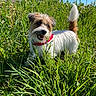 animal, blue_sky, canine, collar, daylight, dog, ears, fur, grass, greenery, happy, mammal, nature, outdoor, pet, playful, small_dog, snout, sunny, tail