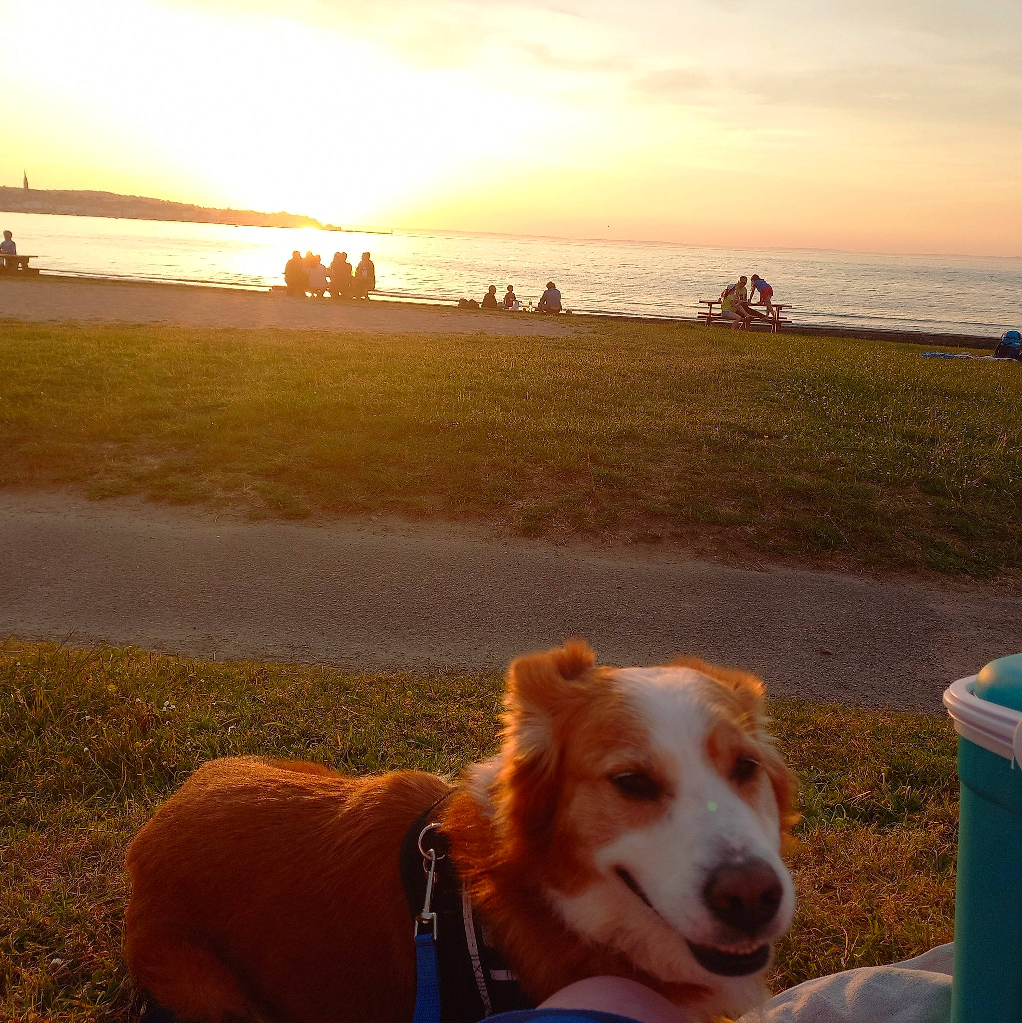 Loki participe au concours pour gagner de l'argent avec cette photo : beach, carnivore, cloud, collar, companion_dog, dog, dog_breed, fawn, grass, horizon, landscape, light, morning, pet_supply, sky, summer, sunlight, sunset, water, working_animal