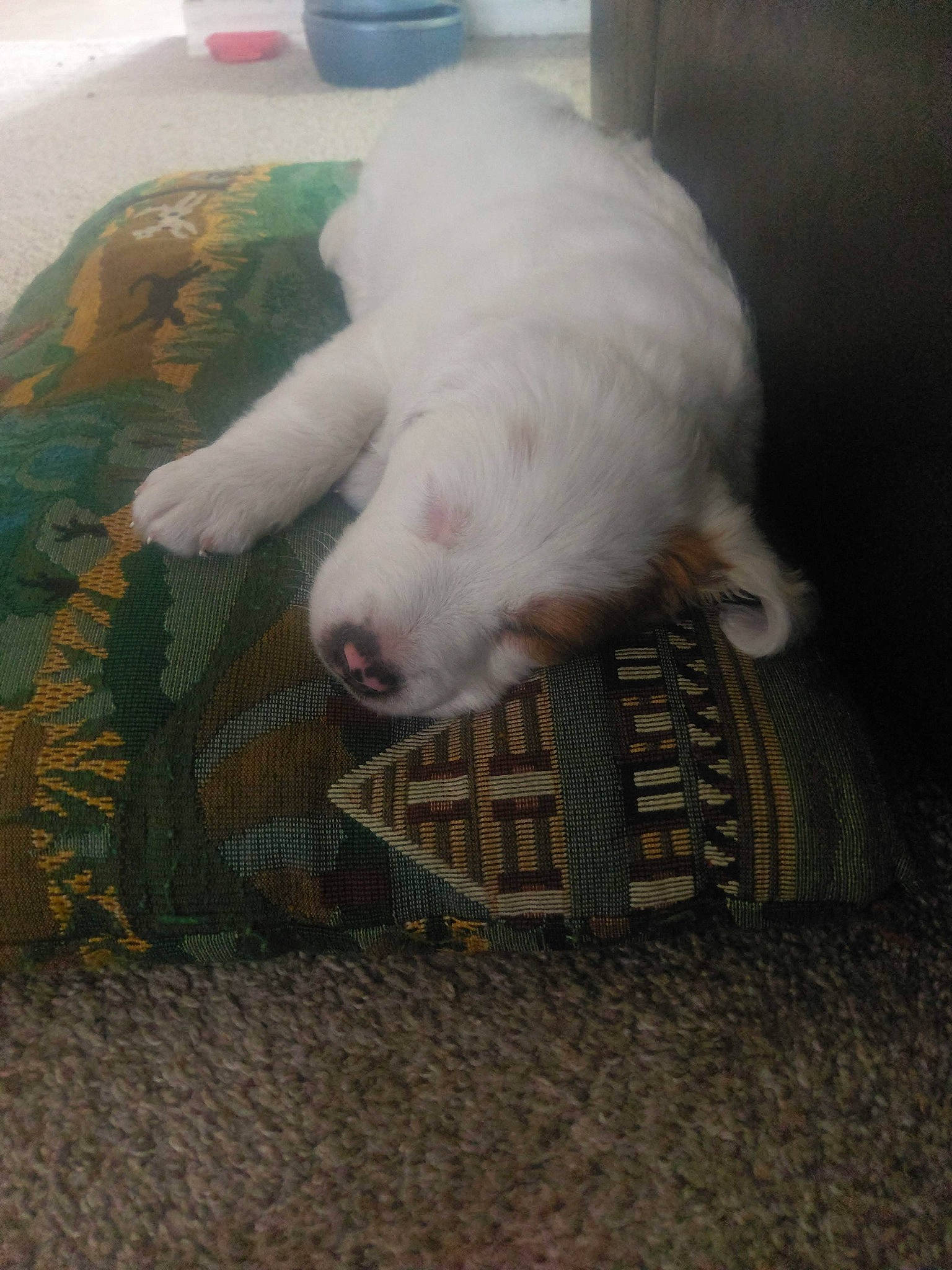 Angel joined the competition — help win amazing prizes! canidae, carnivore, cat, claw, comfort, companion_dog, dog_breed, fawn, felidae, foot, fur, nap, paw, small_to_medium_sized_cats, snout, sporting_group, tail, terrestrial_animal, toe, whiskers