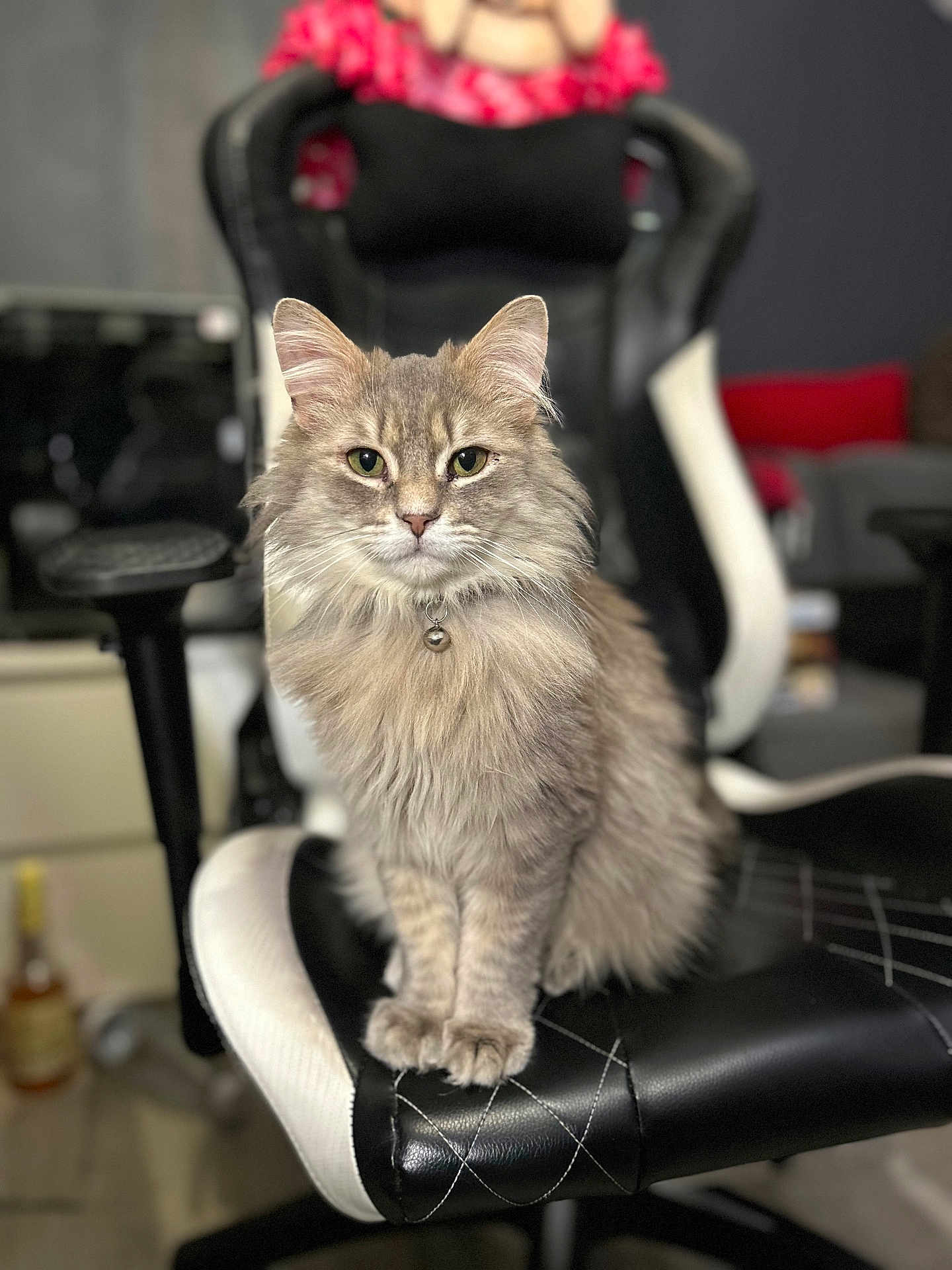 Spike participe au concours pour gagner de l'argent avec cette photo : cat, feline, long_hair, fluffy, pet, collar, bell, whiskers, green_eyes, paw, sitting, gaming_chair, chair, black_chair, portrait, indoor, home_office, blurred_background, fur, close_up