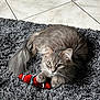 Spike a rejoint le concours — aidez-le/la à gagner de superbes lots ! cat, feline, long_hair, gray_fur, green_eyes, pet, indoor, shaggy_rug, plush_toy, red_toy, paw, tail, whiskers, resting, portrait, playful, cute, tile_floor, home, relaxed