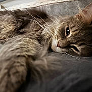 Spike participe au concours pour gagner de l'argent avec cette photo : cat, feline, pet, whiskers, fur, close_up, portrait, sleepy, resting, indoor, bed, cushion, cozy, paw, nose, ear, blurred_foreground, shallow_depth_of_field, soft_texture, relaxed