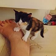 Maya participe au concours pour gagner de l'argent avec cette photo : kitten, calico, cat, foot, pet, indoor, curious, small, animal, feline, cute, paw, person, bed, cozy, furry, young, domestic, resting, companion