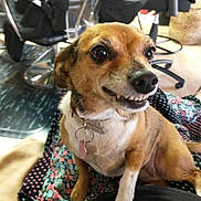 Stevie joined the competition — help win amazing prizes! animal, blanket, brown, chair, closeup, collar, cute, dog, domestic, expression, floor, furniture, happy, indoor, paw, pet, sitting, smiling, teeth, white