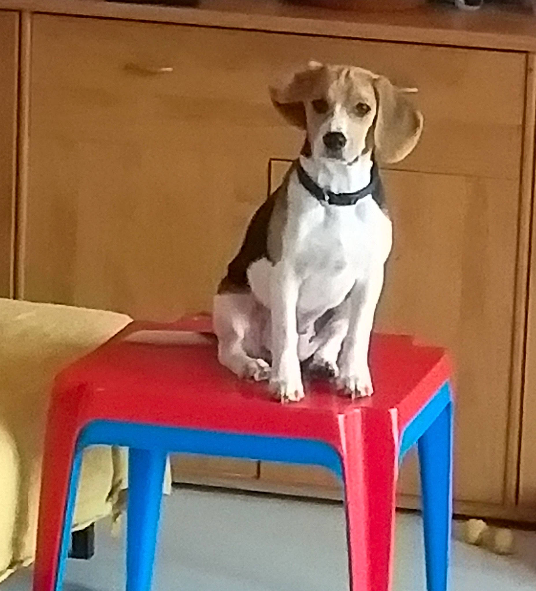 Pagaille participe au concours pour gagner de l'argent avec cette photo : canidae, carnivore, collar, comfort, companion_dog, dog, dog_breed, dog_collar, dog_supply, fawn, furniture, non_sporting_group, outdoor_furniture, pet_supply, rectangle, sitting, sporting_group, table, tail, working_animal