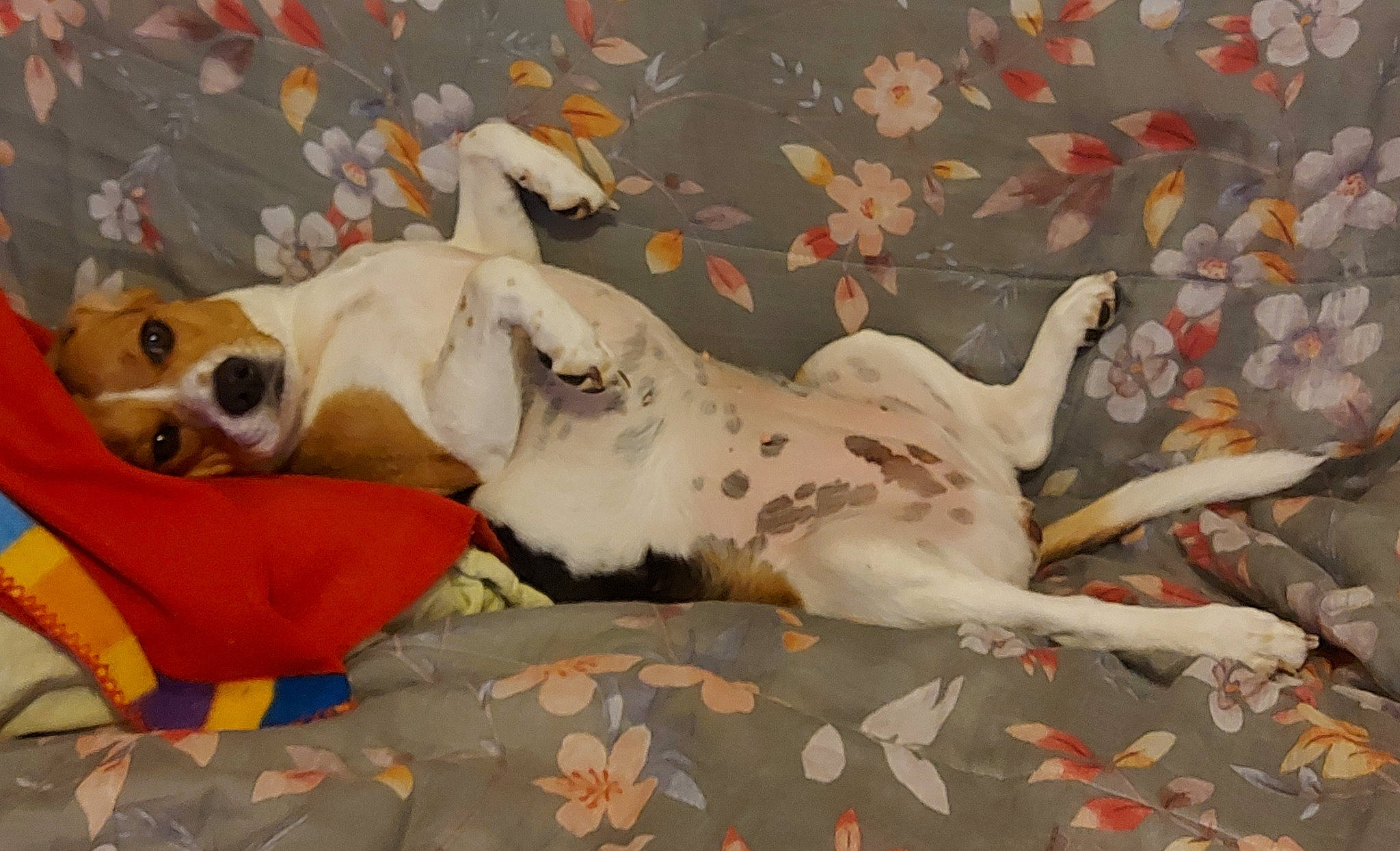 Pagaille a rejoint le concours — aidez-le/la à gagner de superbes lots ! ancient_dog_breeds, art, canidae, carnivore, comfort, companion_dog, dog, dog_breed, dog_supply, fawn, felidae, flooring, linens, non_sporting_group, paw, pet_supply, snout, sporting_group, tail, working_animal