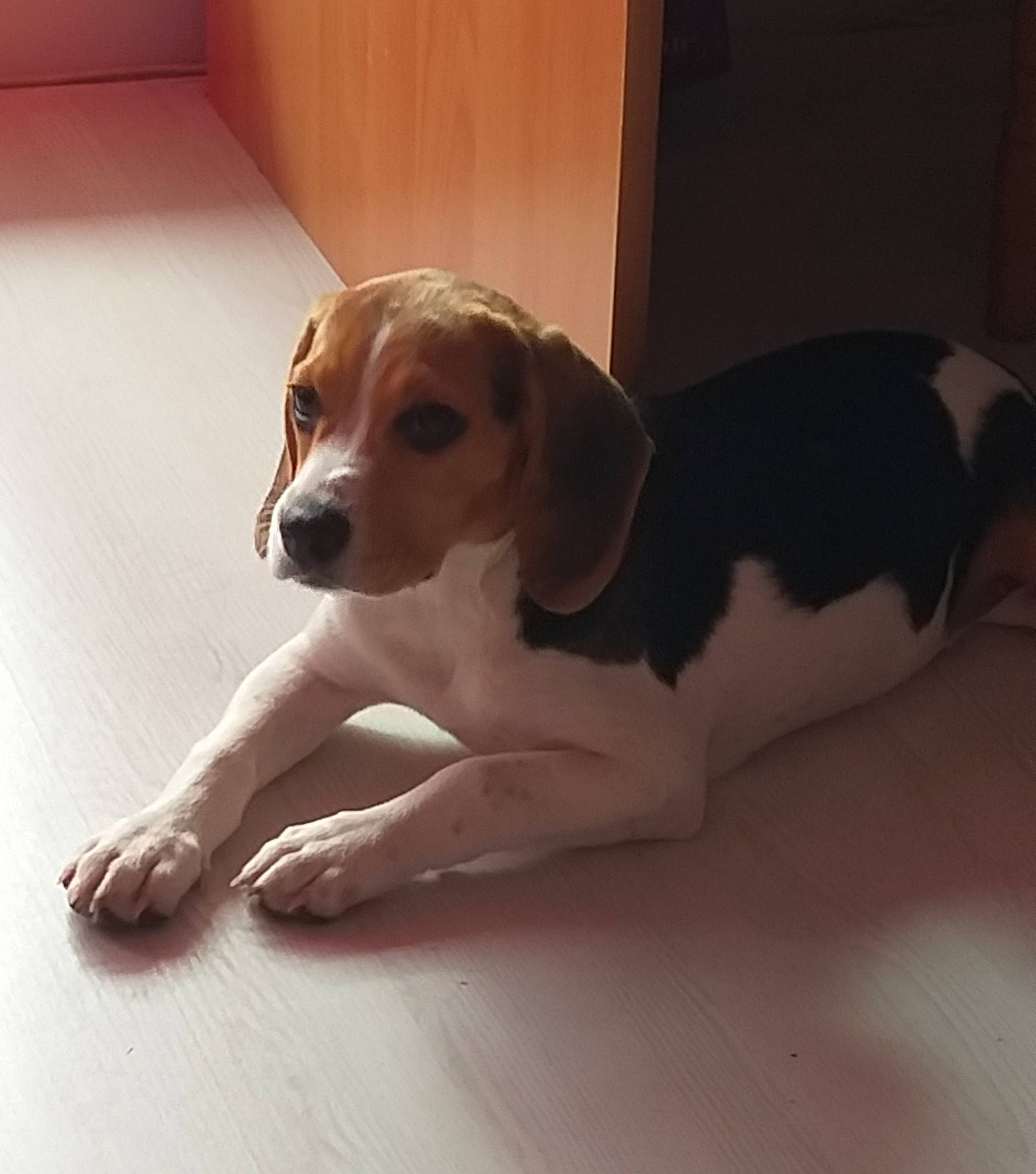 Pagaille a rejoint le concours — aidez-le/la à gagner de superbes lots ! ball, beagle, bored, carnivore, companion_dog, dog, dog_breed, fawn, flooring, hardwood, hound, irishjacks, paw, scent_hound, snout, sporting_group, toy_dog, whiskers, wood, working_animal