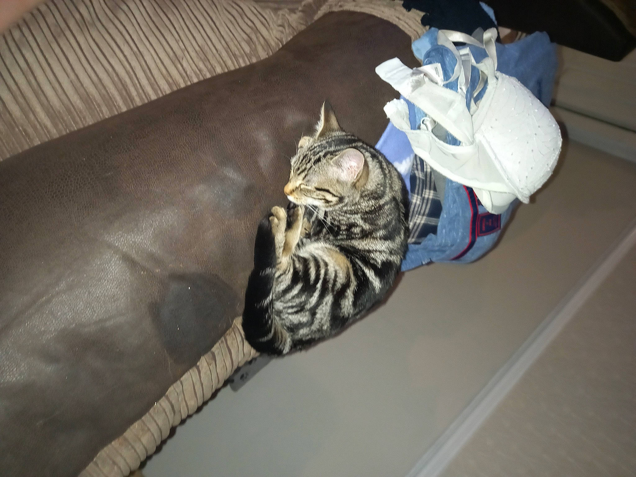 Lily joined the competition — help win amazing prizes! athletic_shoe, carmine, carnivore, cat, comfort, couch, domestic_short_haired_cat, felidae, flooring, fur, hat, human_leg, outdoor_shoe, room, small_to_medium_sized_cats, tail, thigh, walking_shoe, whiskers, wood